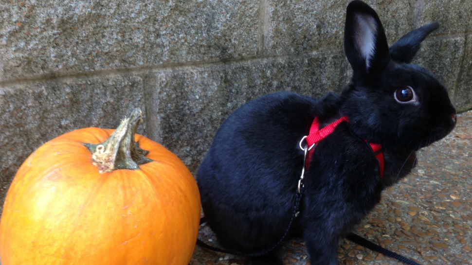 Bunnies Eating Pumpkins Is a Little Fluffy Monster Mash Nerdist