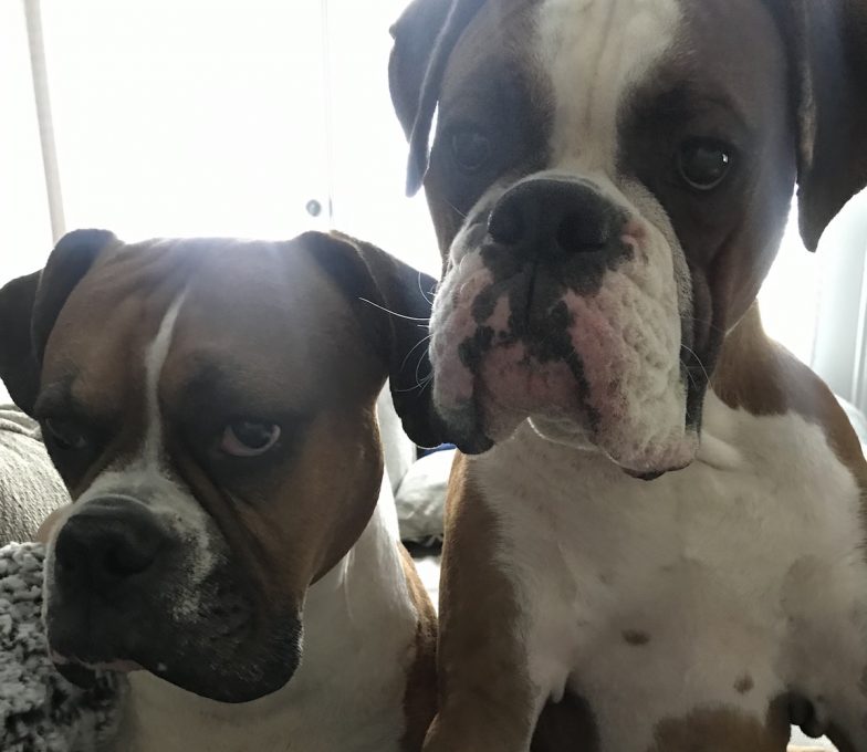 Dogs Learned "Sad Puppy Eyes" to Manipulate Humans Nerdist