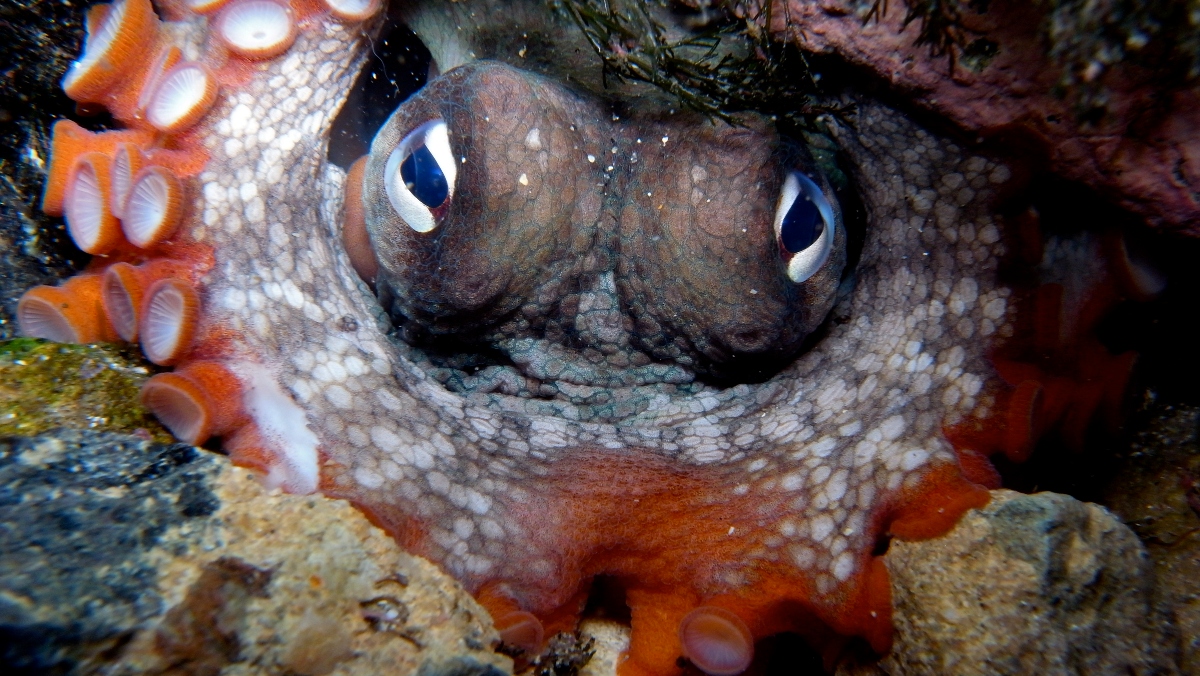 Watching 'Gloomy Octopus' Crawl on Land Is Downright Eerie Nerdist