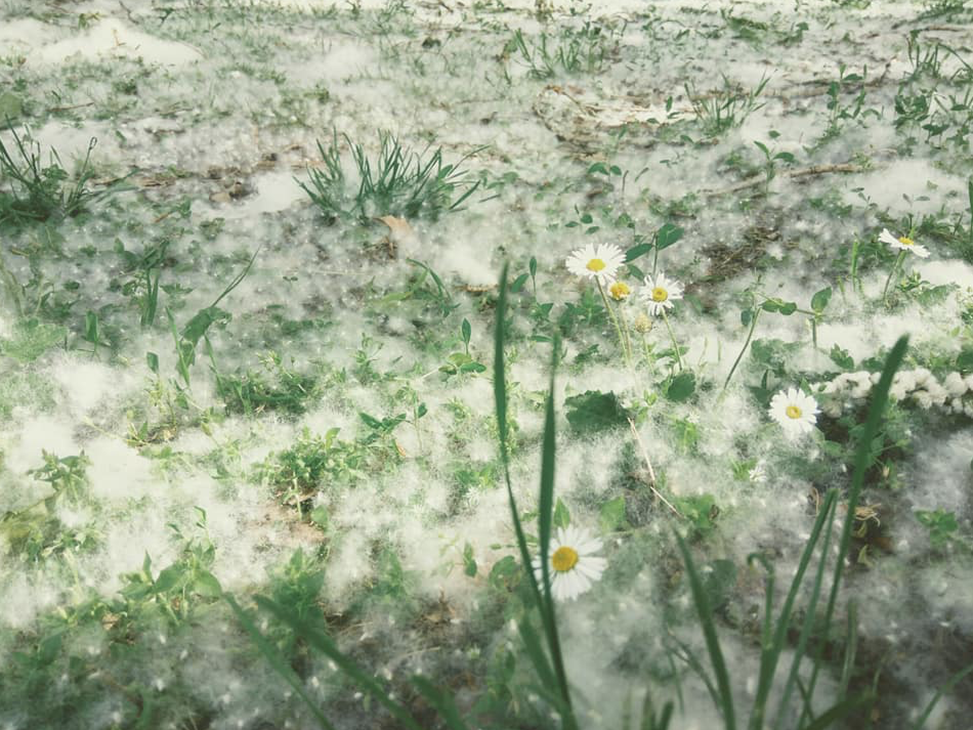 White fluff lies on the edge of the road on the green grass. concept poplar  allergy.