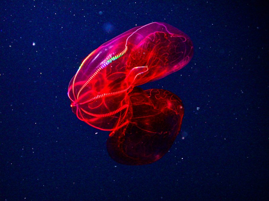 'BloodyBelly Comb Jelly' Is a Macabre Blob of the Deep Nerdist