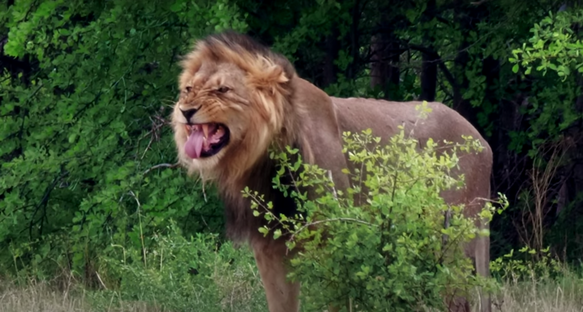 YouTuber Ze Frank made a hilarious spoof nature documentary on cats and their killer senses.