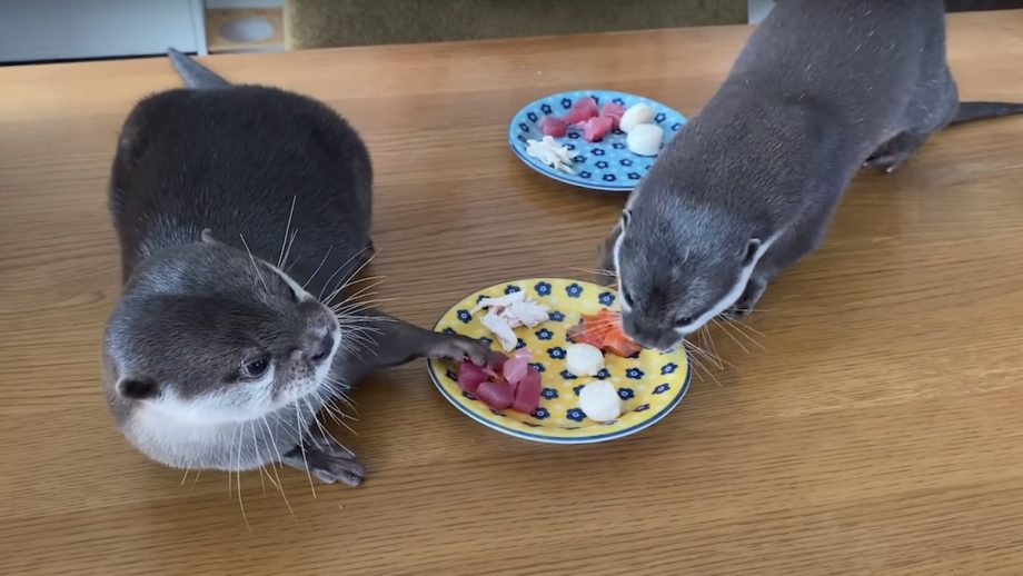 Adorable Otters Enjoy a HomeCooked Seafood Breakfast Nerdist