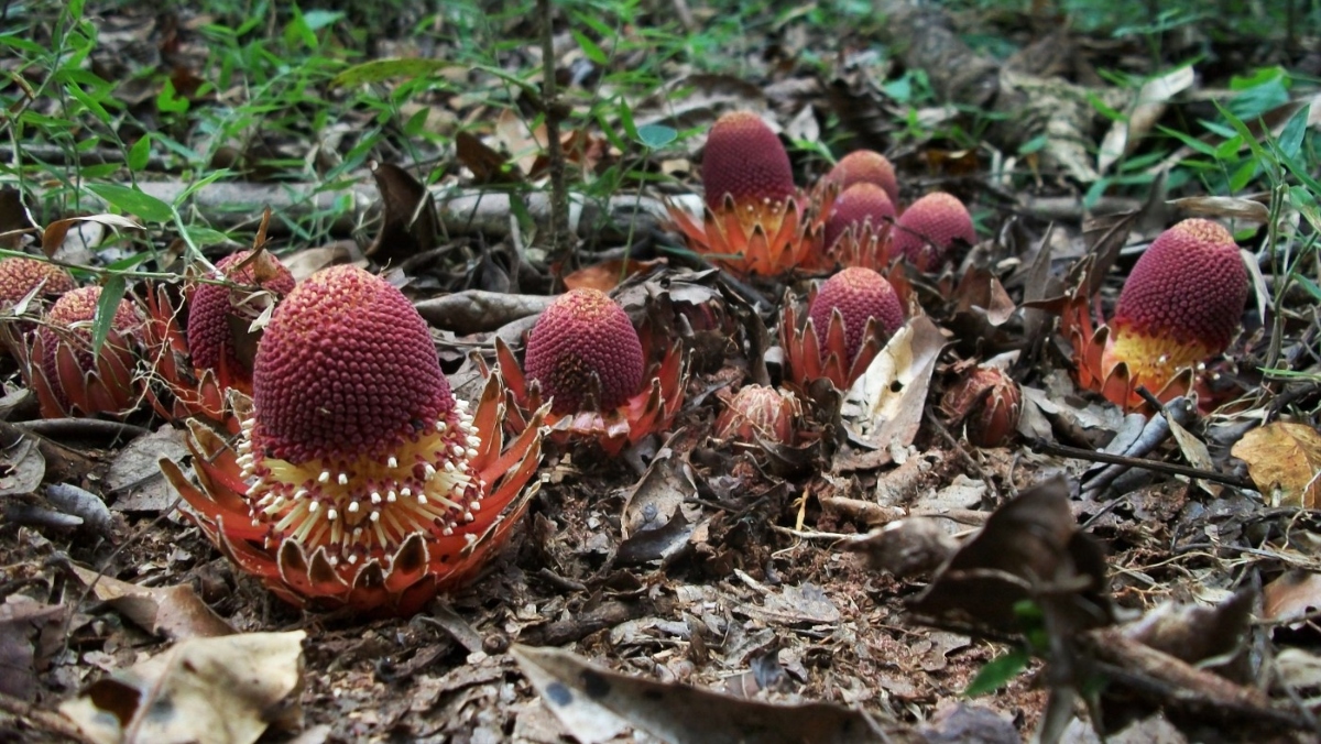 This "vampire plant" attracts a bevy of forest creatures with its nectar.