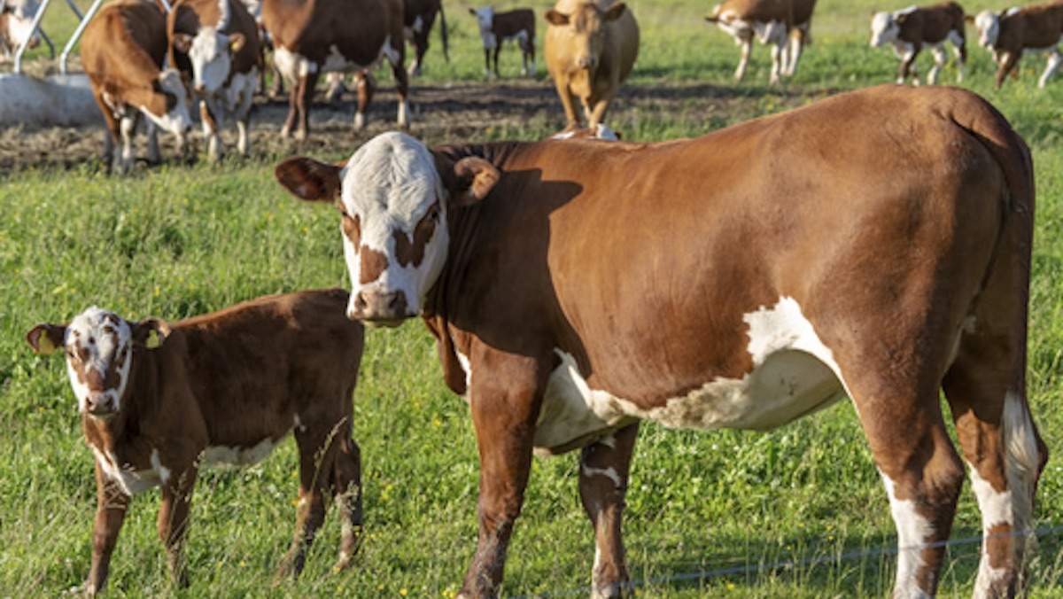 Burger King Cow Diets Will Limit Farts, Fight Climate Change_1