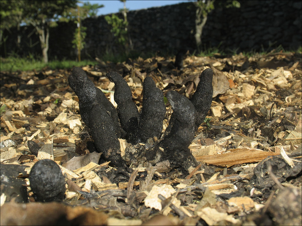 Somebody found a specimen of dead man's fingers fungus that looks like a witch's foot.