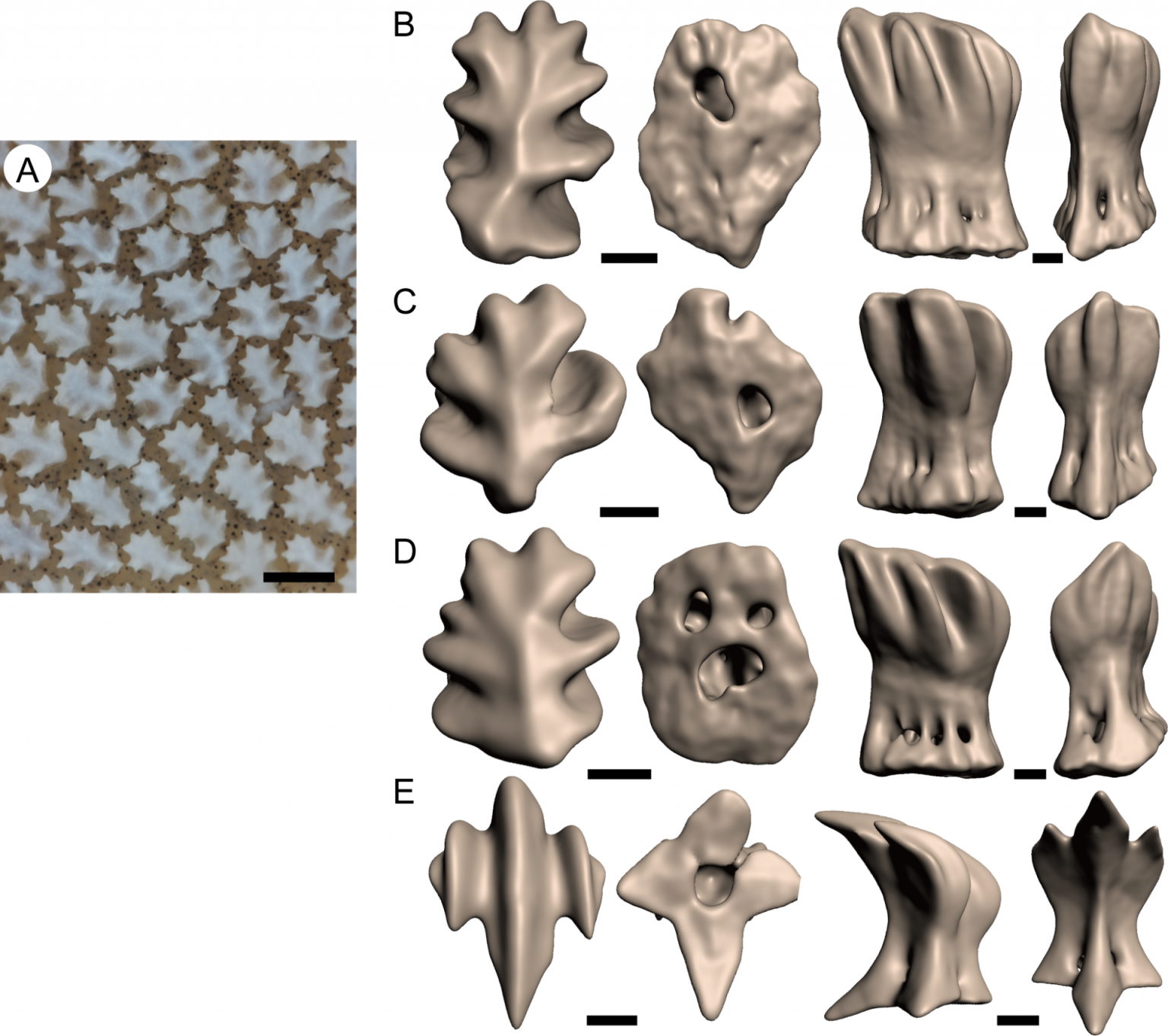 Whale Sharks Have Eyes Covered in Teeth and It's Unsettling - Nerdist