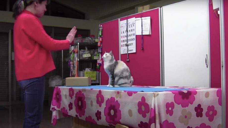 This Literal Copycat Can Mimic Human Behavior Nerdist