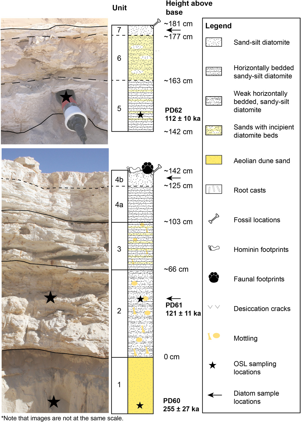 Researchers have found 120,000-year-old fossilized footprints in Saudi Arabia.