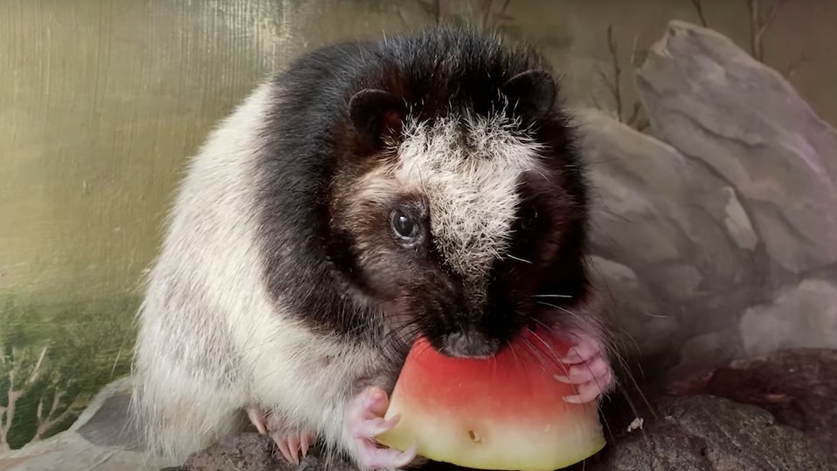 Enjoy Some Adorable Tiny Animals Eating Watermelon_1