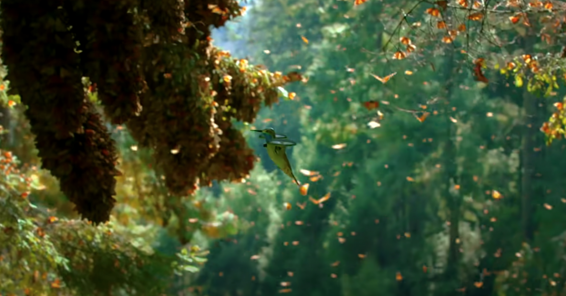 An animatronic hummingbird drone has captured 500 million monarch butterflies overwintering in Mexico.