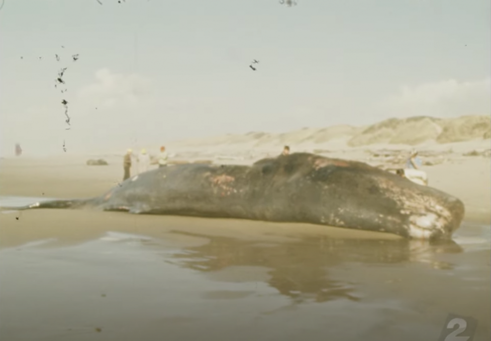 Infamous Exploding Whale Video Gets a 4K Remaster Nerdist