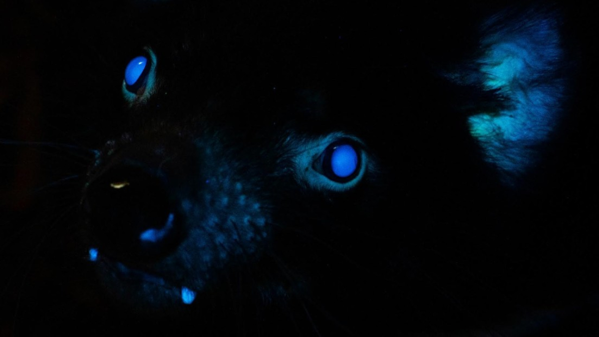 Scientists are finding that many mammals, such as Tasmanian Devils and Platypuses, glow under UV light.