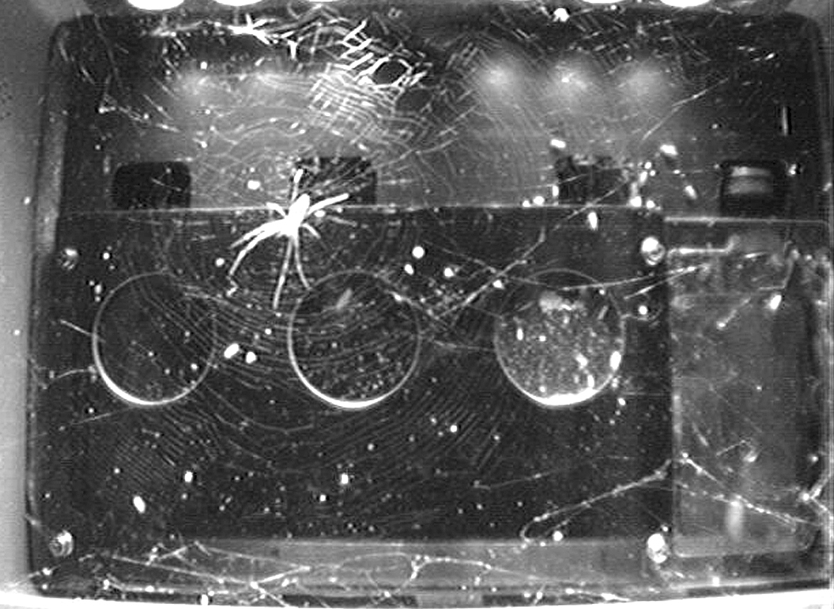 This is how spiders weave webs in space without gravity