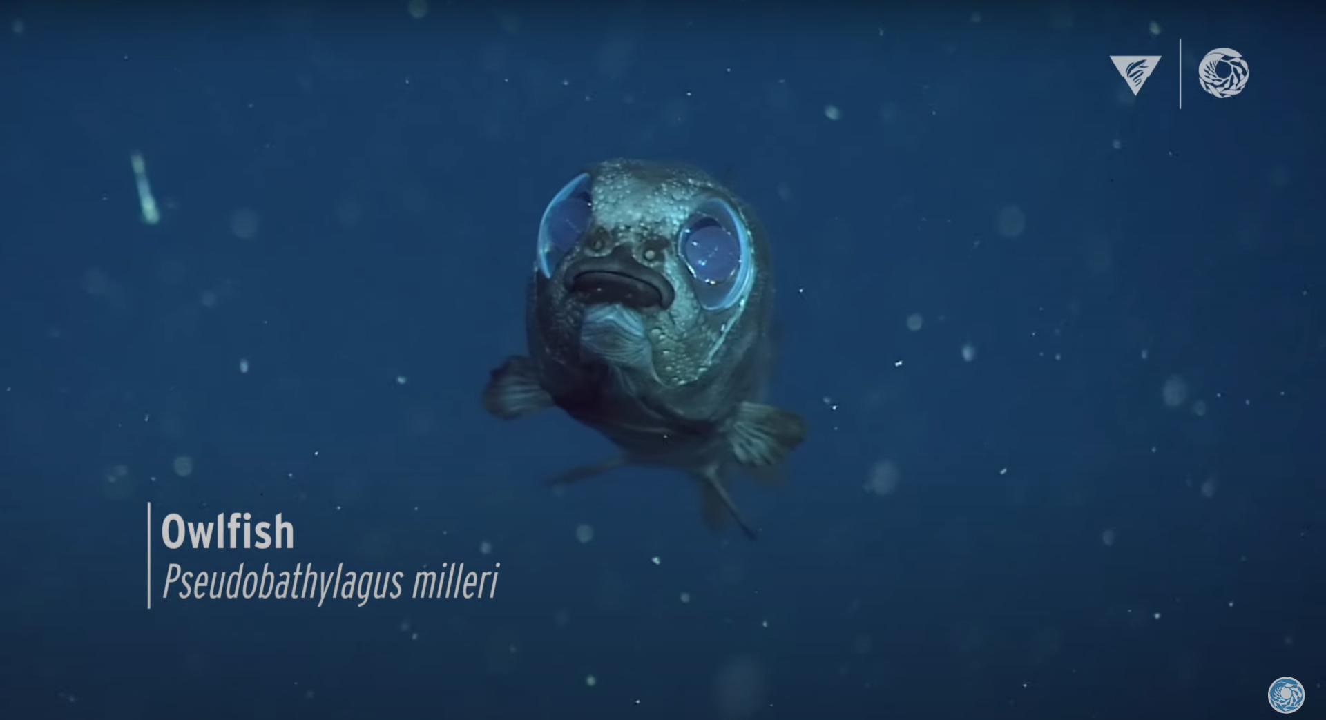 This glimpse into the ocean's Midnight Zone reveals a handful of horrific and nerdy creatures.