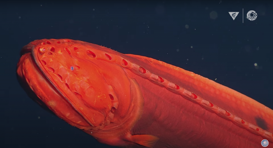 Creatures in Ocean's 'Midnight Zone' Are Little Nerdy Aliens - Nerdist