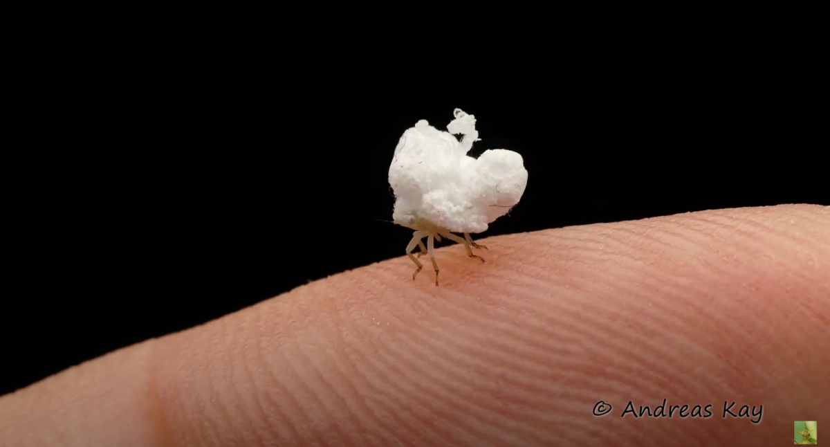 Tiny Amazonian Bug Looks Like a Walking Piece of Popcorn Nerdist