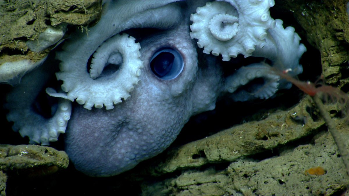 5 Wild Octopus Behaviors from Punching to Puzzle Solving - Nerdist