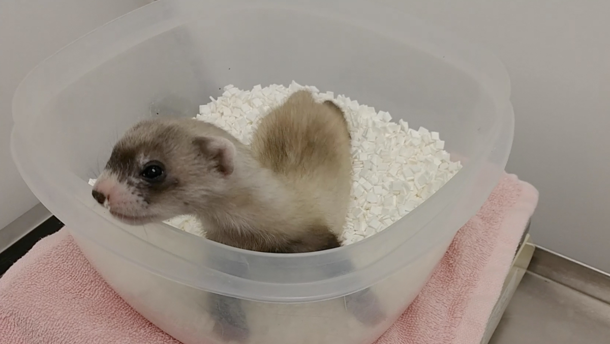 A team of researchers has cloned an endangered ferret, which has been dead for more than 30 years.