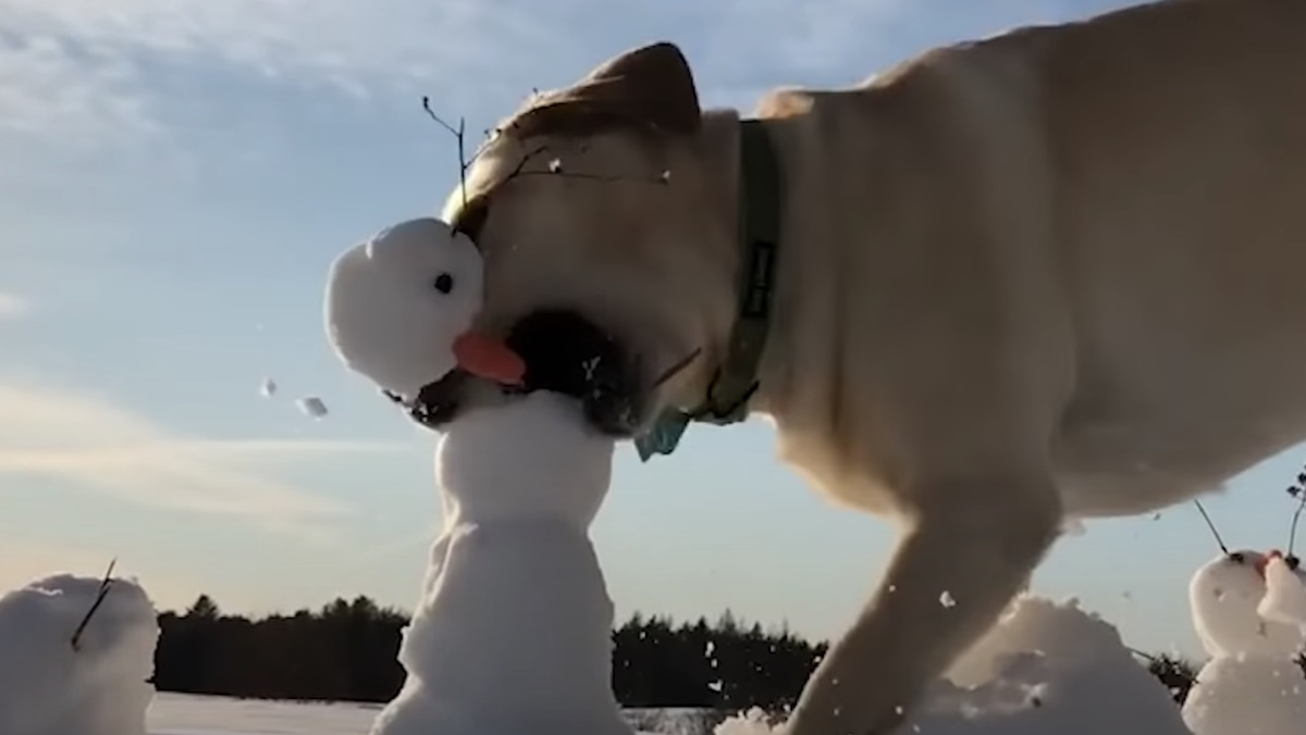 A yellow lab bites the head off of a small snowman.