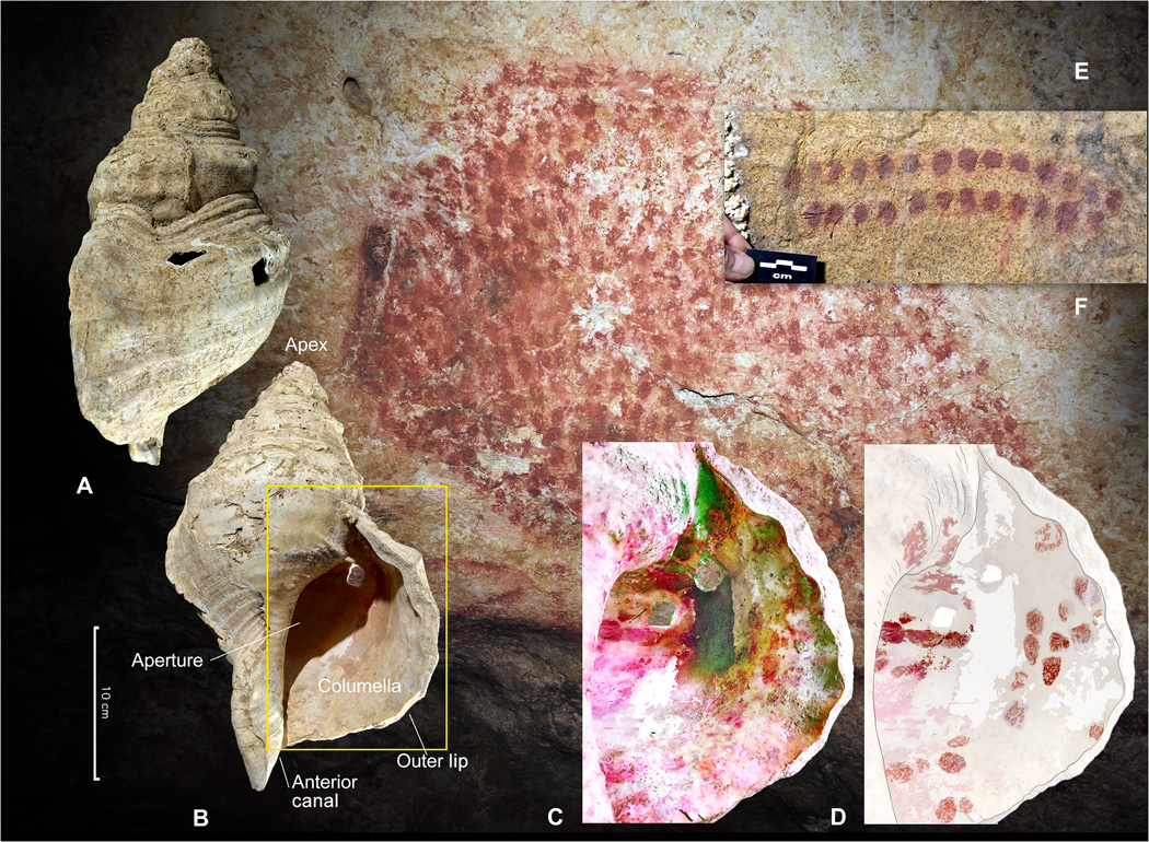 A team of researchers in France has verified an 18,000-year-old conch shell was used as an instrument, and you can listen to it.