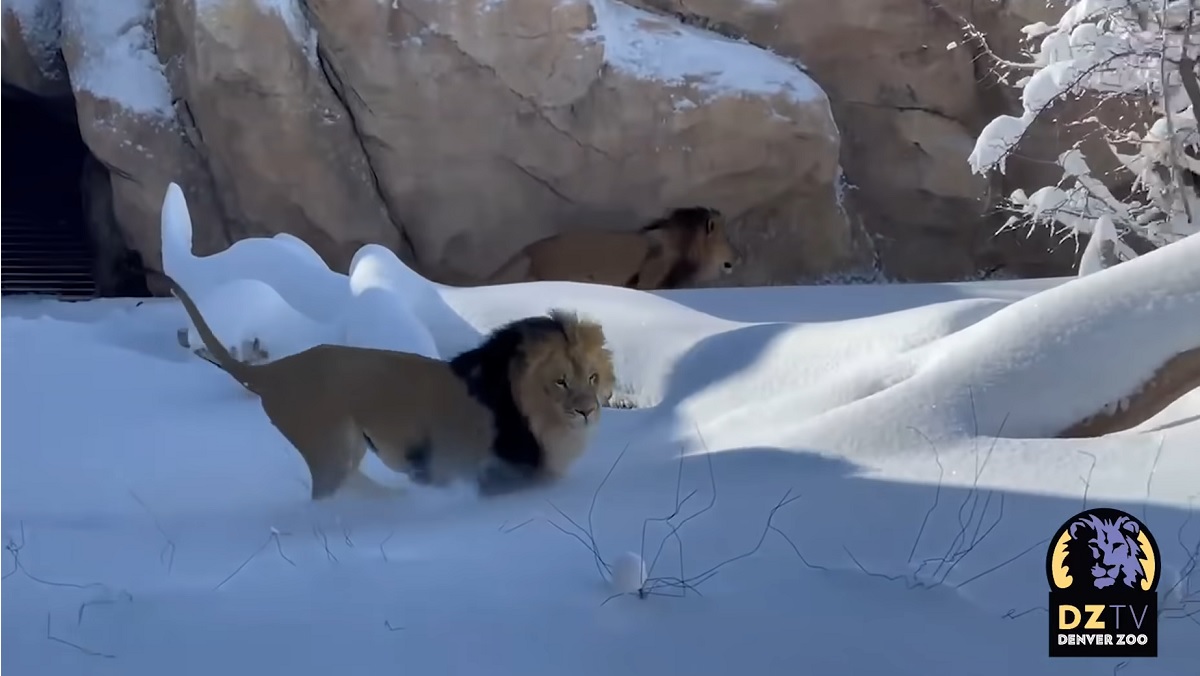 Lions in the Denver Zoo playing in feet of snow after a massive blizzard.