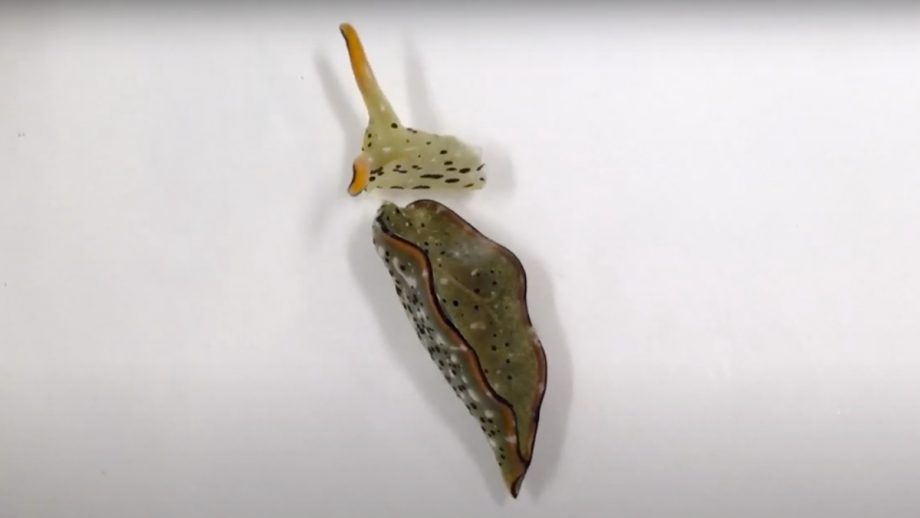 Severed Sea Slug Head Can Regrow Its Body, Including Heart Nerdist