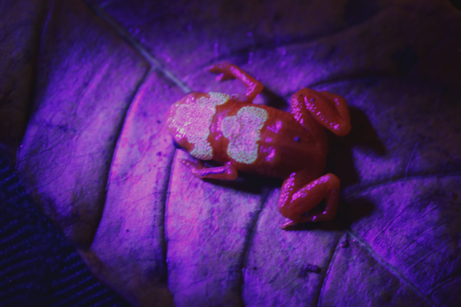 New species of poisonous pumpkin toadlet found in brazil nerdist