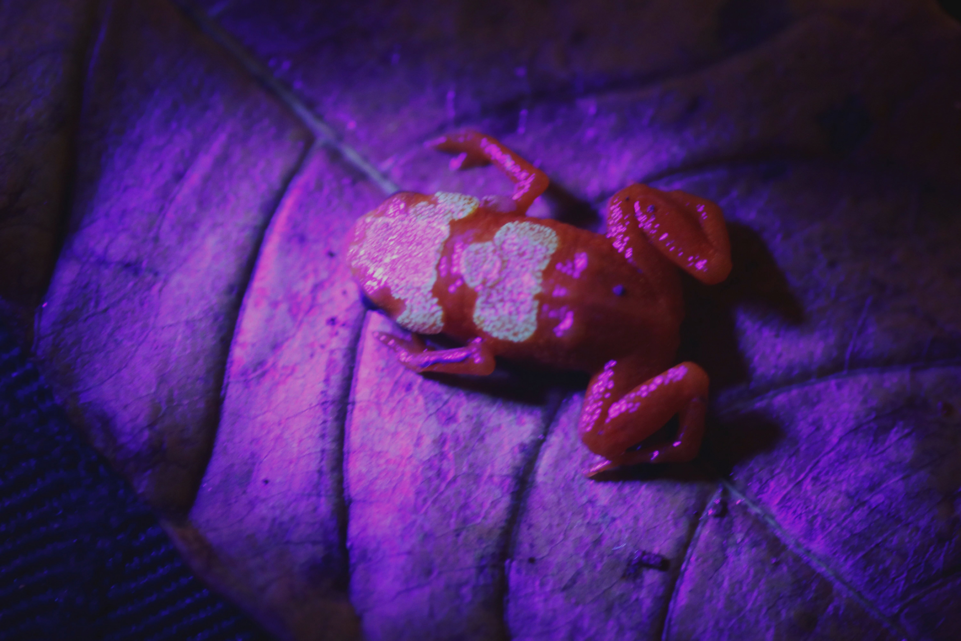 A team of scientists in Brazil has discovered a new species of pumpkin toadlet that's highly poisonous and has fluorescent bones. 