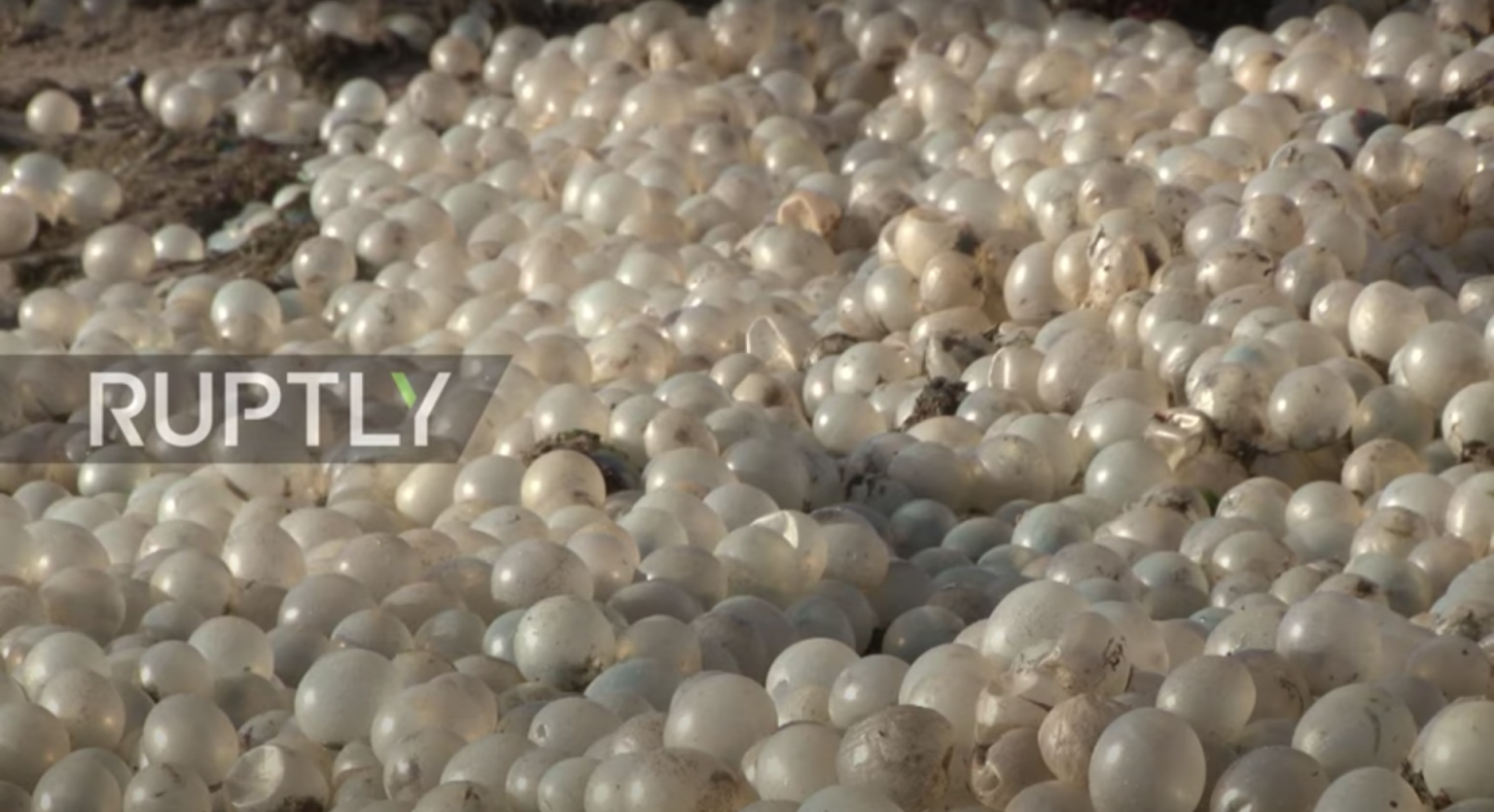 An Argentina Beach Is Covered in Thousands of Snail Eggs Nerdist