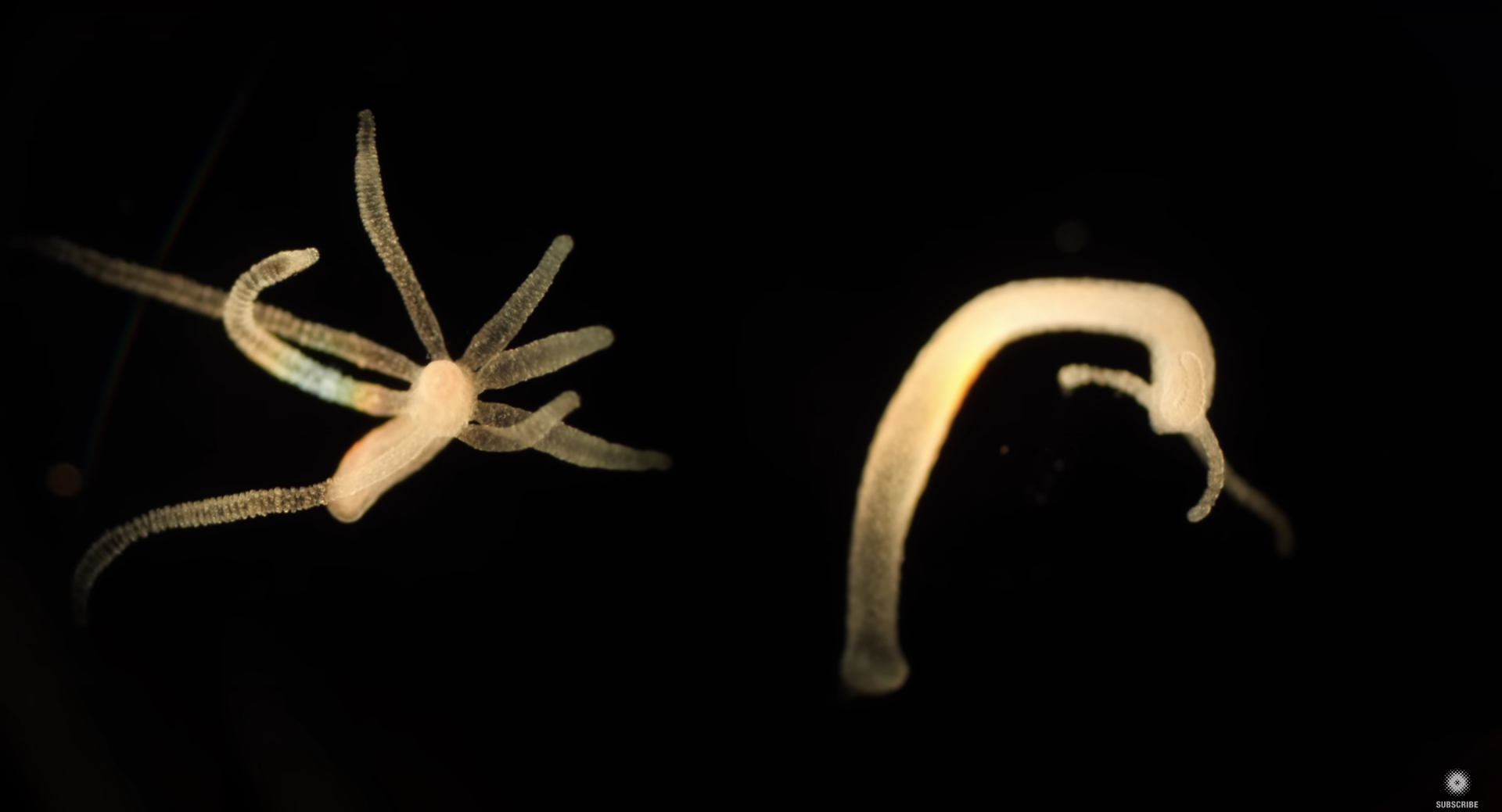 a photo showing a tiny, freshwater hydras regrowing their limbs.