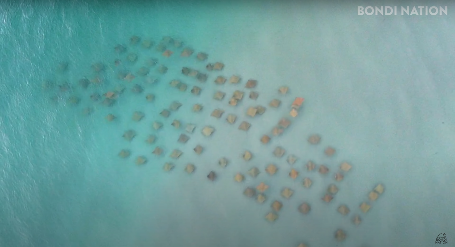 An Australian drone operator captured rare aerial footage of a fever of cownose rays in Australia, and had the best reaction ever.