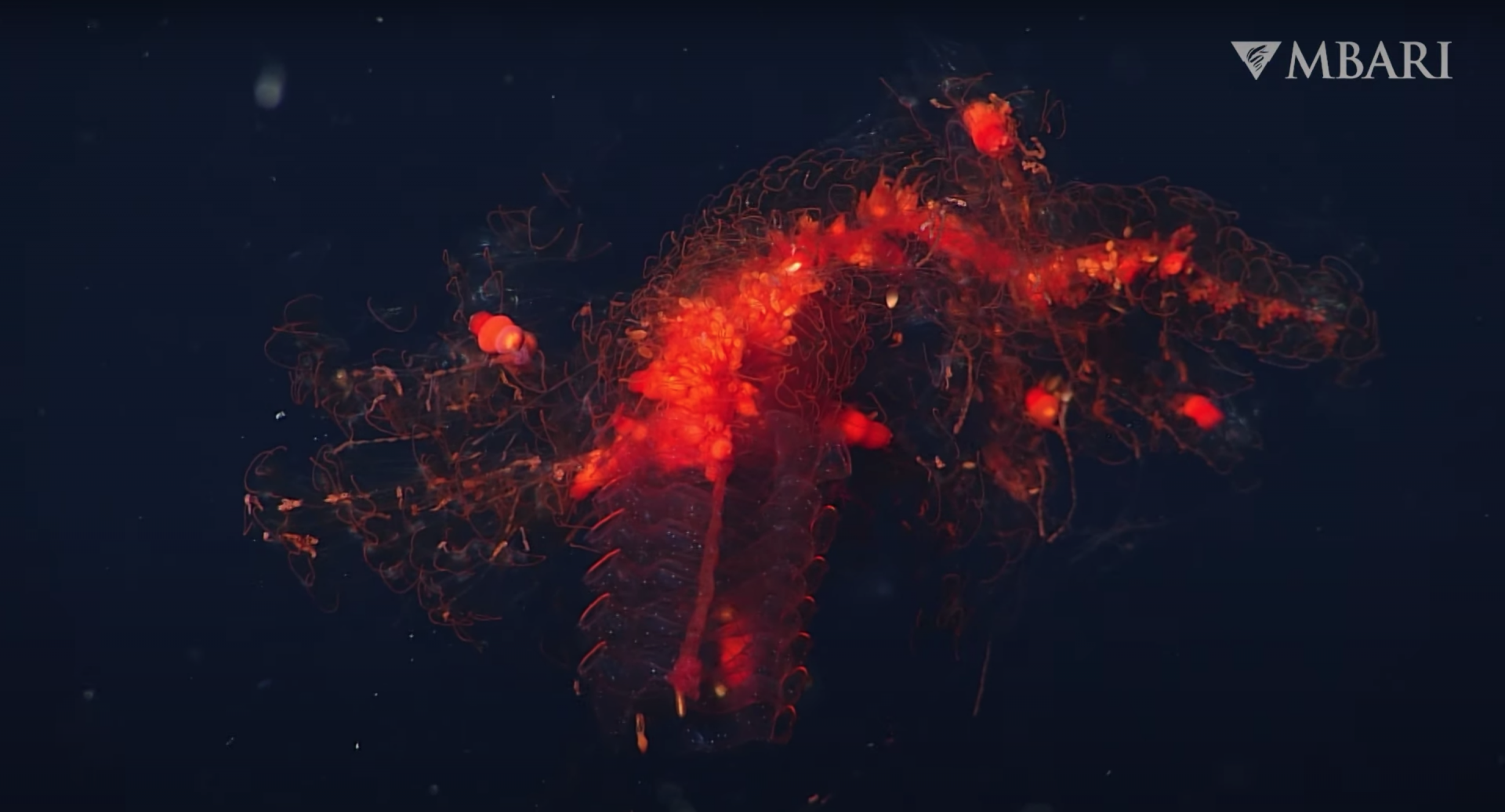 An image of Marrus claudanielis, a sea creature made up of multiple organisms.