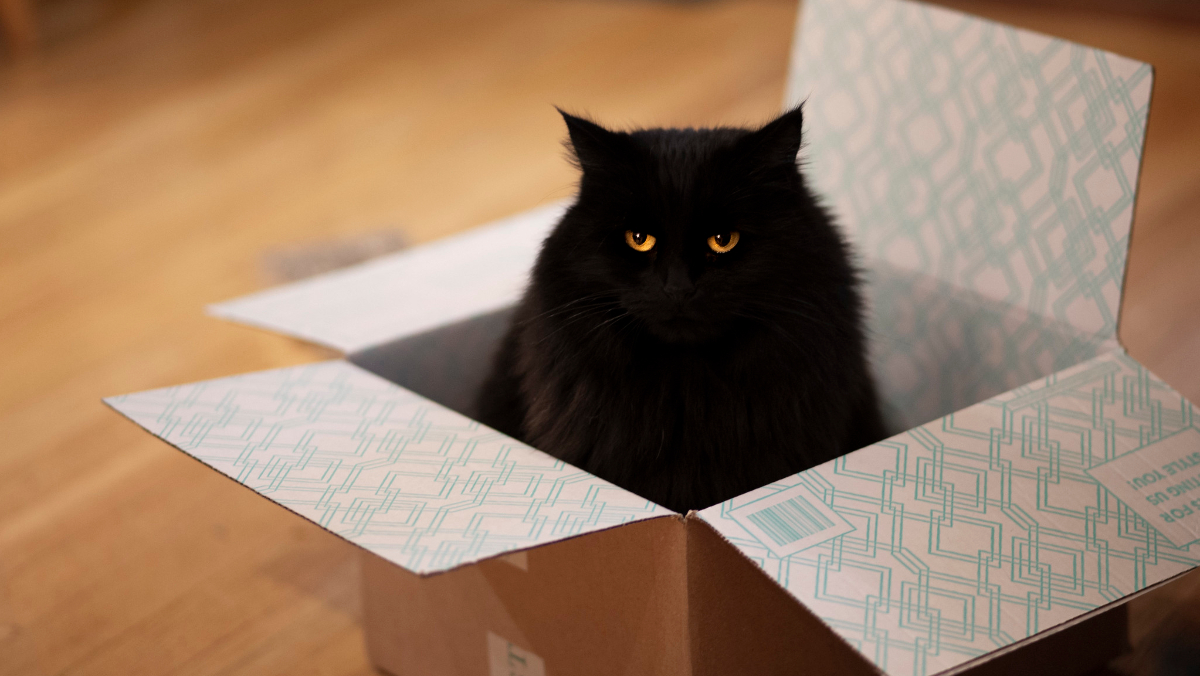 cats in boxes