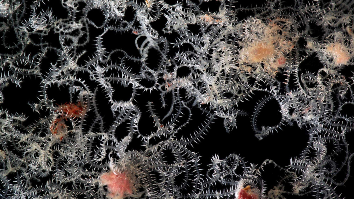 This Weird Sea Worm Has Many Butts, Plural Nerdist