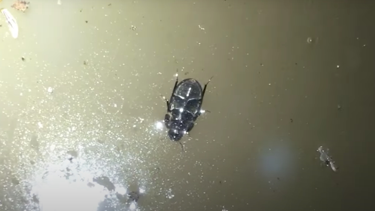 A minute moss beetle walking the underside of a pond's surface in the Watagan Mountains of Australia.