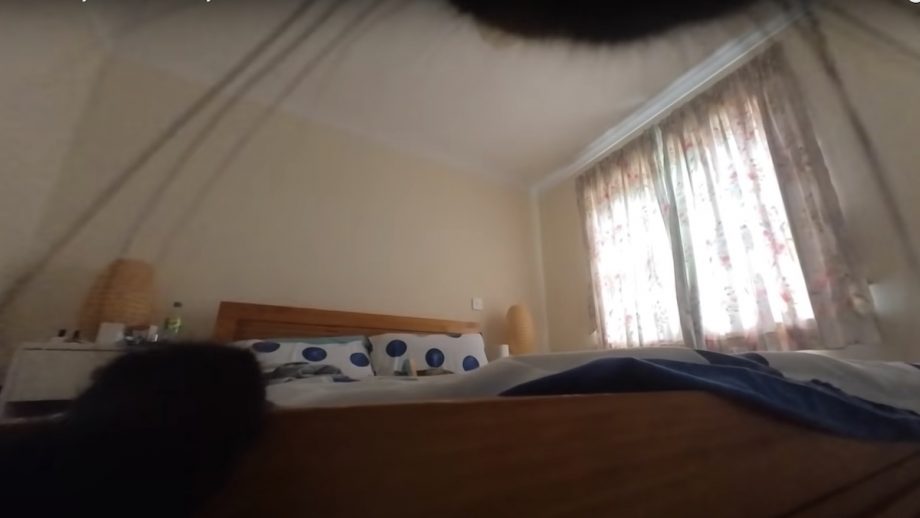 Mini Camera Captures a Day in the Life of a Cat - Nerdist
