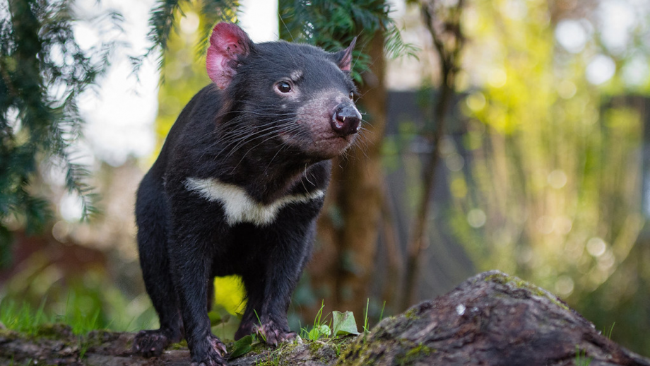 First Tasmanian Devils Born in Mainland Australia in 3,000 Years - Nerdist