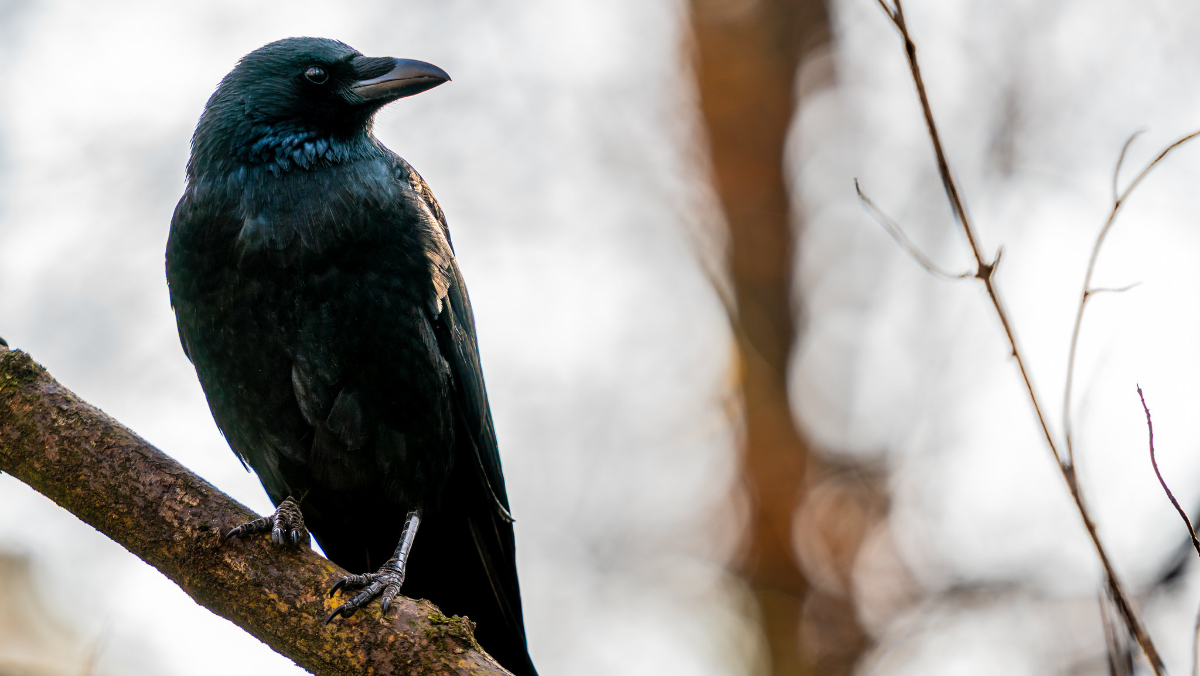 A crow in a forest looking out majestically over its shoulder.