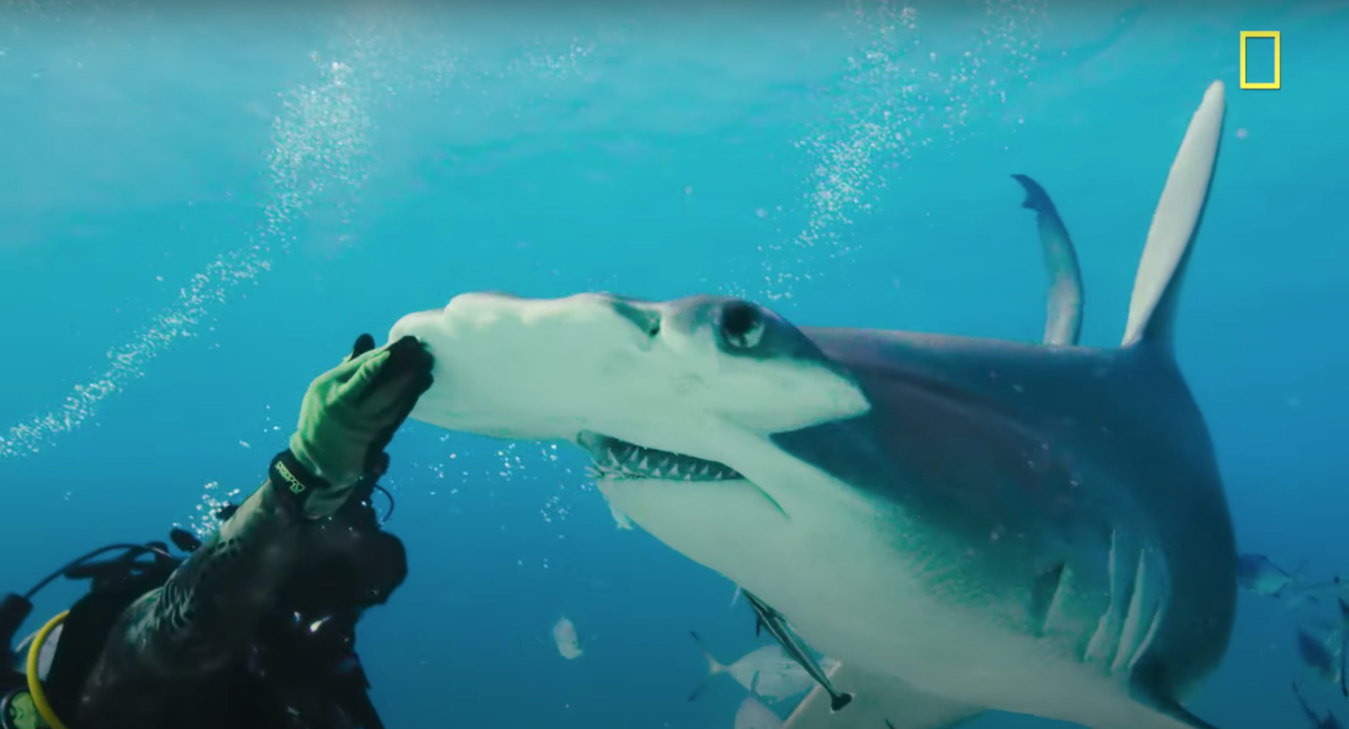 A scientist touches a hammerhead shark's nose while it swims around him.