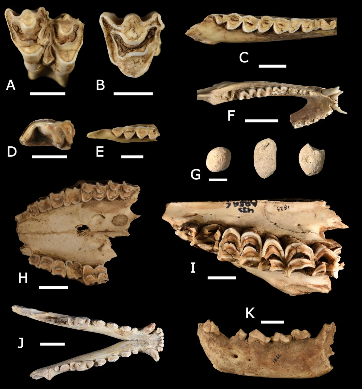 An assortment of animal bones, including those from goats and cattle, placed against a black background.