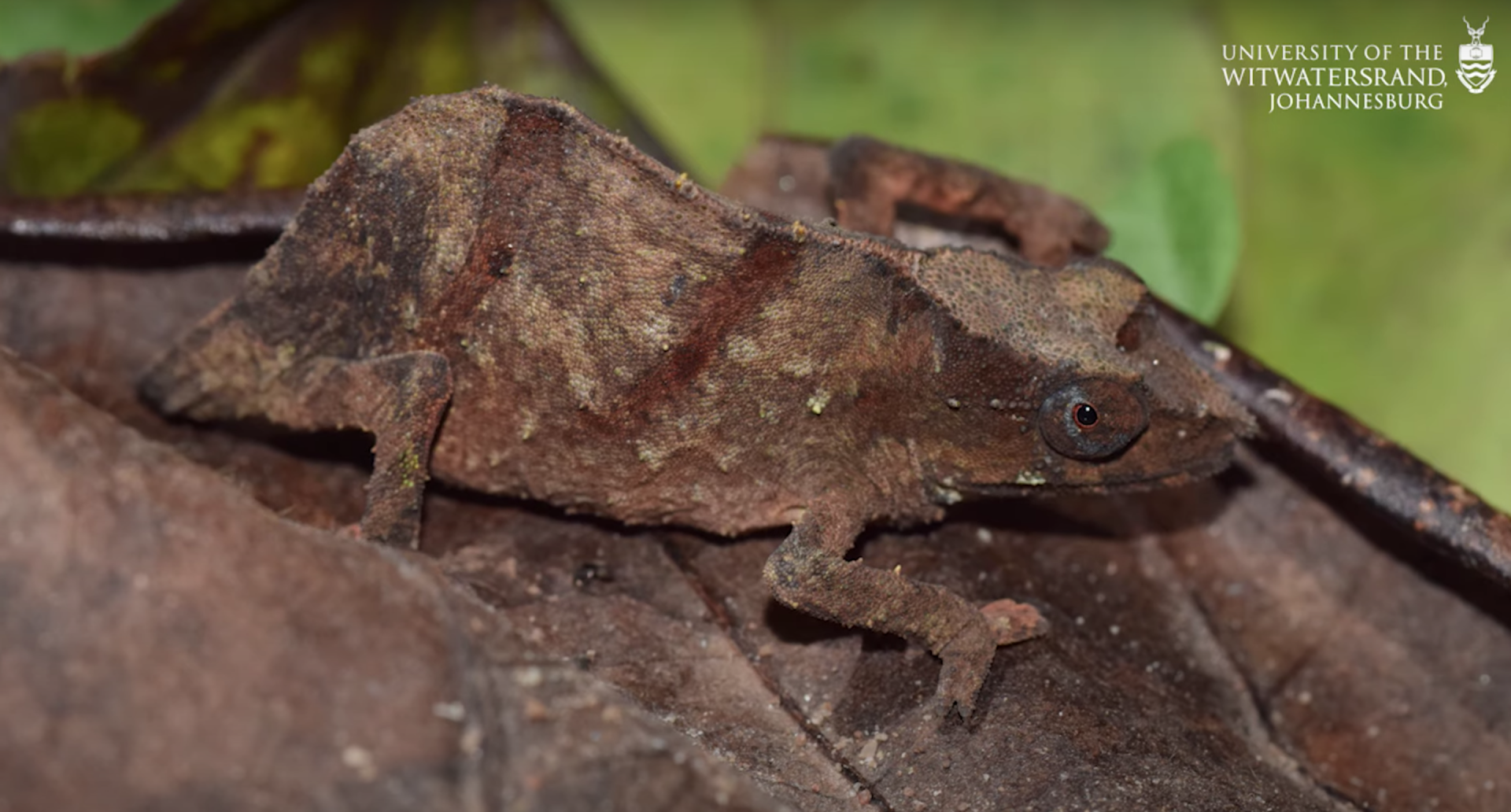 A Chapman's pygmy chameleon blending in with a leaf in a forest in Africa.