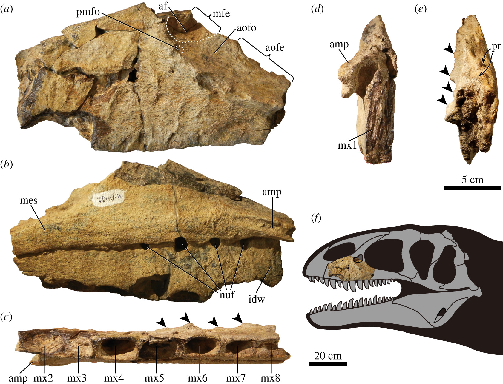 A Ulughbegsaurus uzbekistanensis jawbone fossil seen from several different angles.