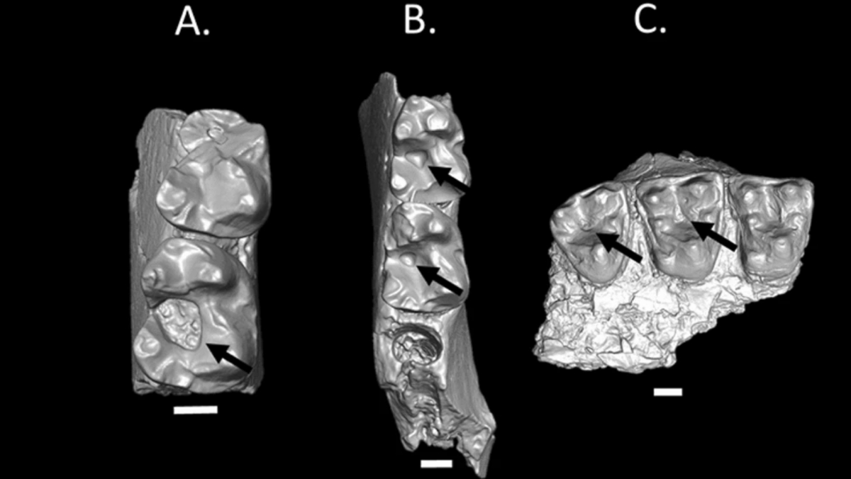 Visualizations of mammal jaw bones that have teeth with cavities in them.