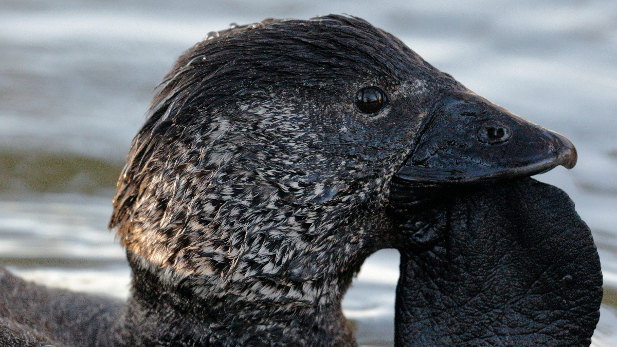 An Australian musk duck looking fresh AF as it chills in the water.