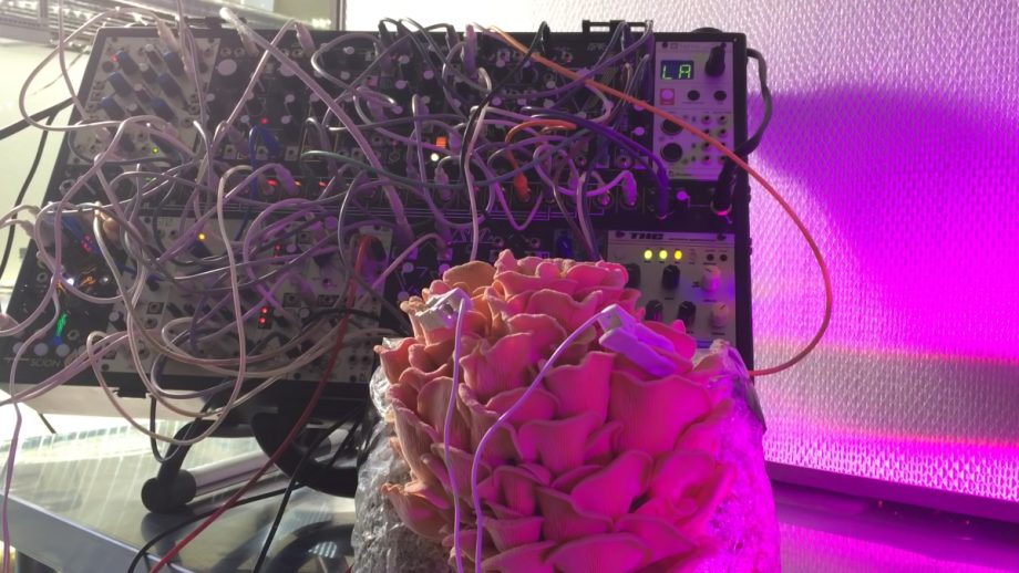 Watch a Pink Oyster Mushroom Play Music on a Synthesizer Nerdist