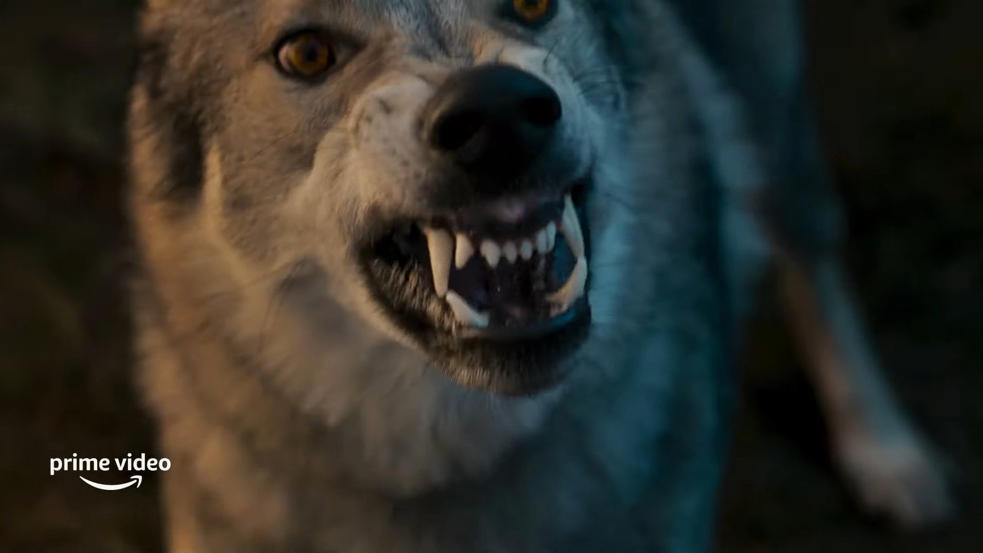 a wolf baring its teeth