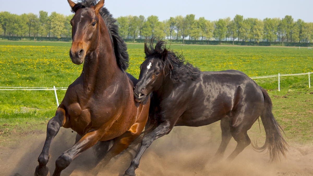 Domestic horses' mysterious origins may finally be revealed