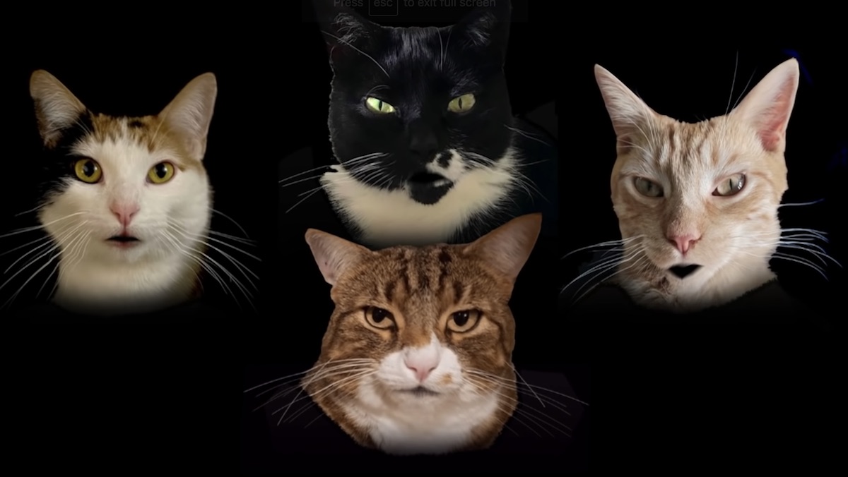 Four cats against a black screen parodying Queen's "Bohemian Rhapsody" video