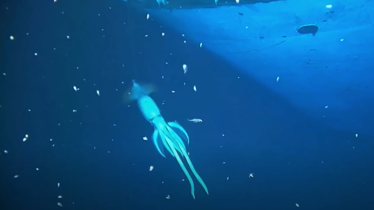 voyage to the bottom of the sea giant squid